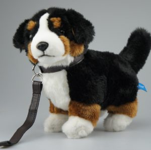 Stående Berner bamse med halsbånd og snor.